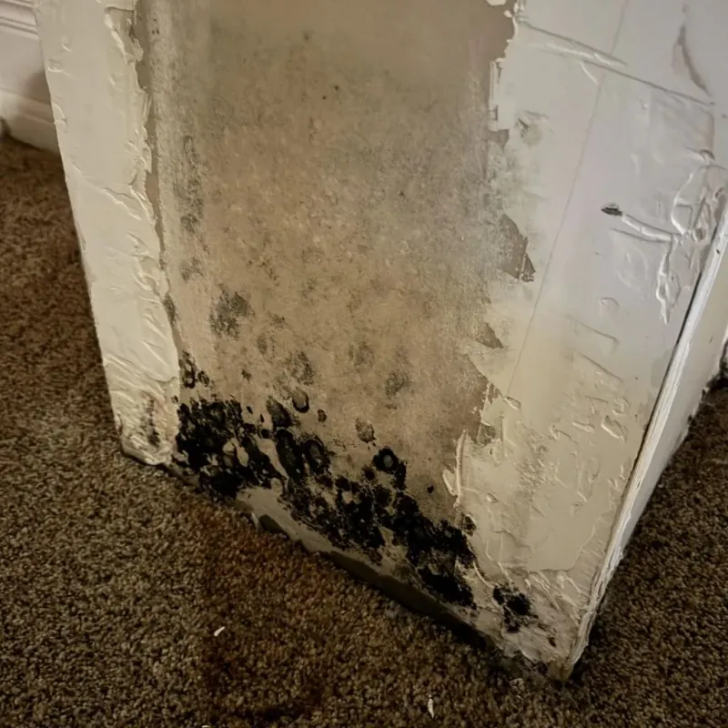 Professional Mold Removal in Bartlett, TX
